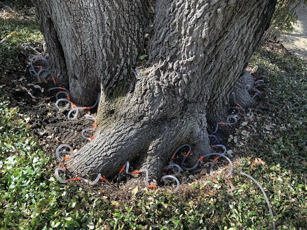 Detailed Tree Cabling and Bracing job site in Ahoskie