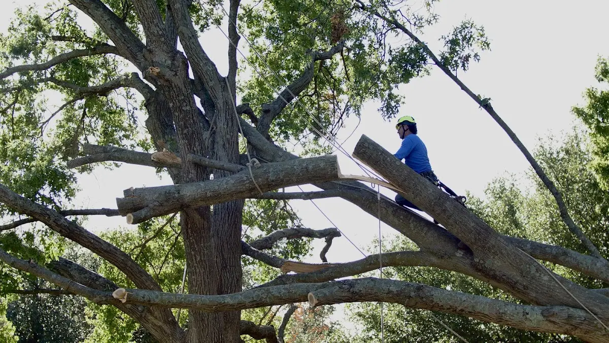 Professional Hazardous Tree Removal performed by certified arborists in Ahoskie