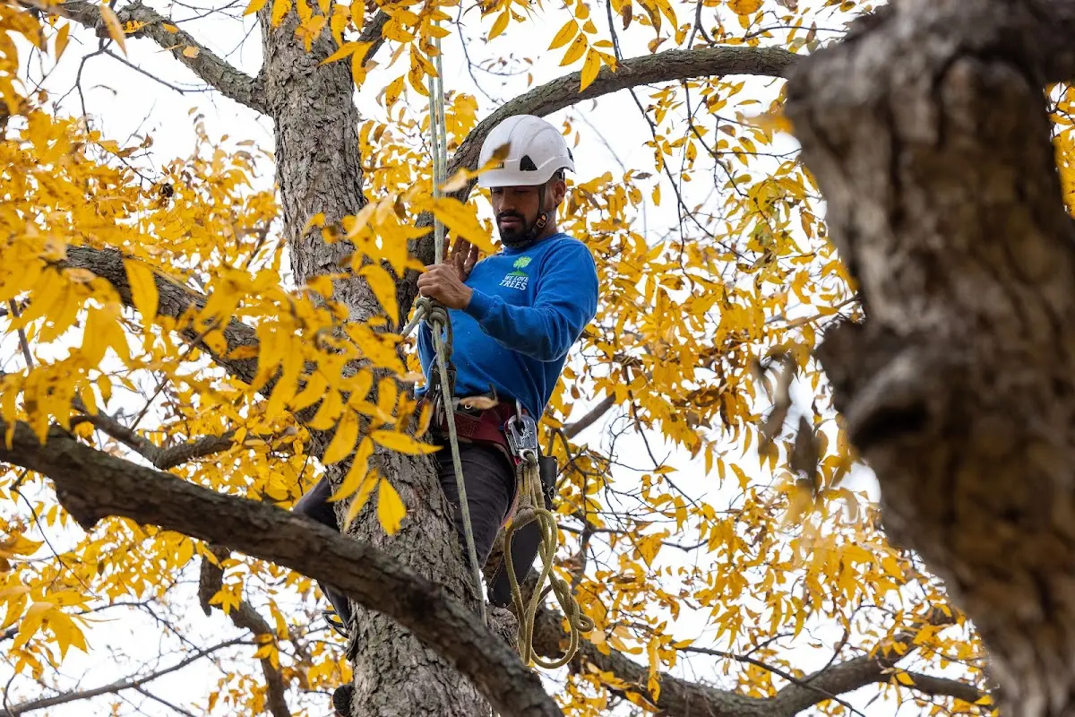 Skilled Tree Pruning crew working in Ahoskie