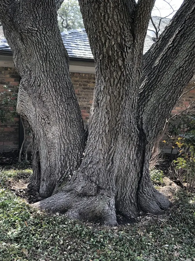 Mature heritage tree close to a Ahoskie property cared for by certified arborists
